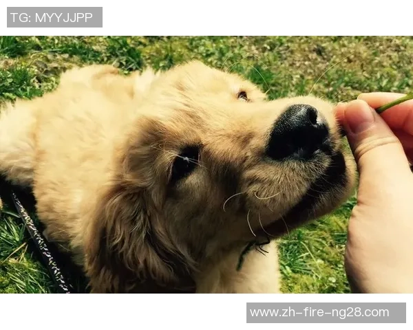 足球场上的忠实伙伴与宠物的温暖陪伴